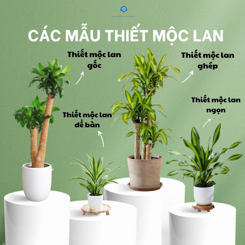 Cay Thiet Moc Lan dat trong chau mau xanh la cay, the hien su hop menh Moc va tuong sinh Hanh Hoa
